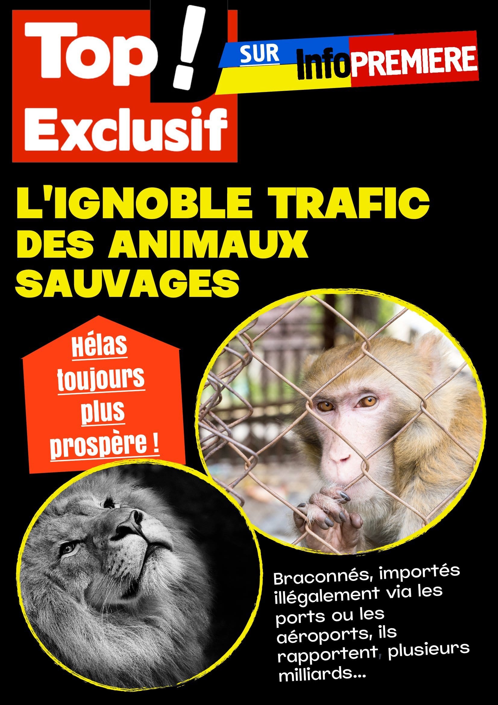 L’ignoble trafic des animaux sauvages toujours plus prospère ! altText