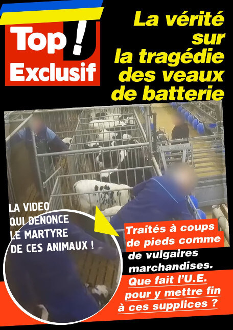 La vérité sur la tragédie des veaux de batterie altText