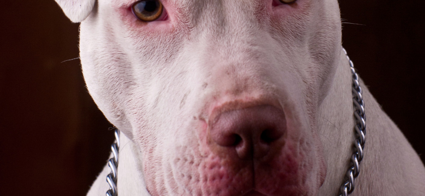 Un document souvenir : dévorée par une meute de chiens... altText